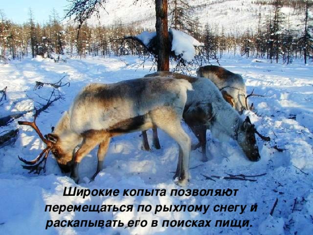 4878453_yl10 (640x480, 112Kb)