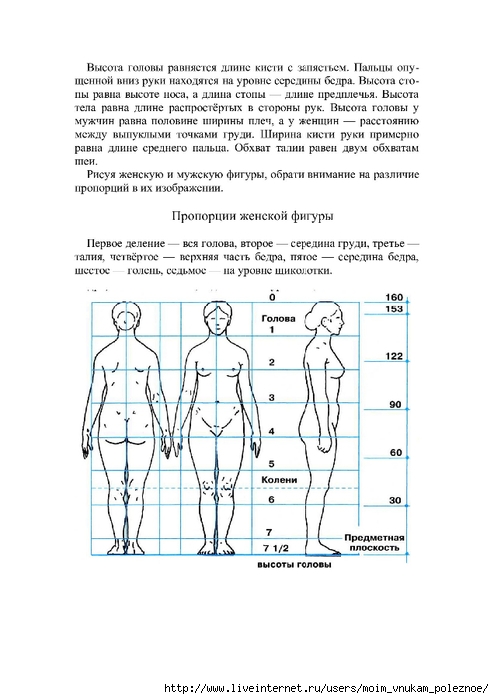 Высота тела. Средняя высота головы человека. Средняя высота головы женщины. Идеальная женская фигура пропорции. Пропорции высоты головы.