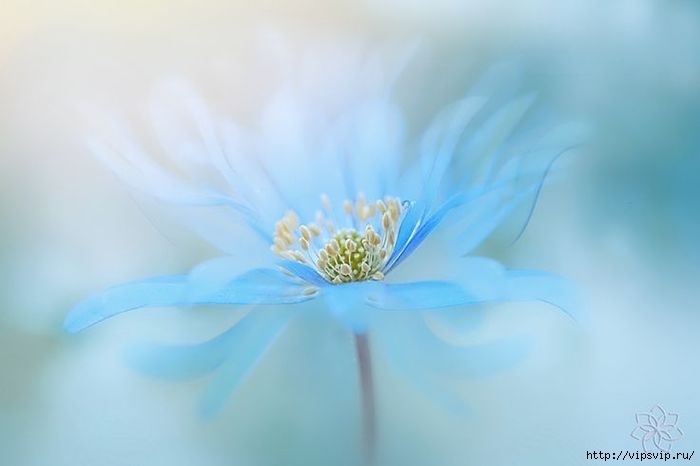5745884_ (700x466, 78Kb)
