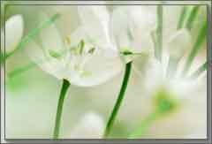image-(1) (240x163, 7Kb)