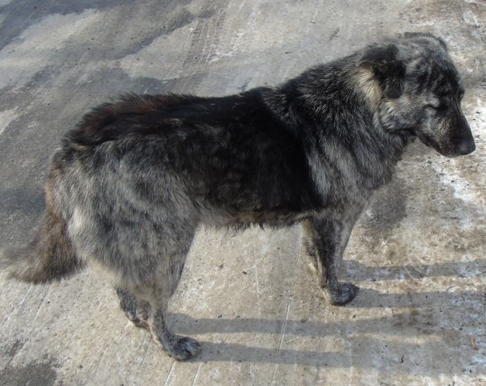 DSC03566 (700x556, 429Kb)