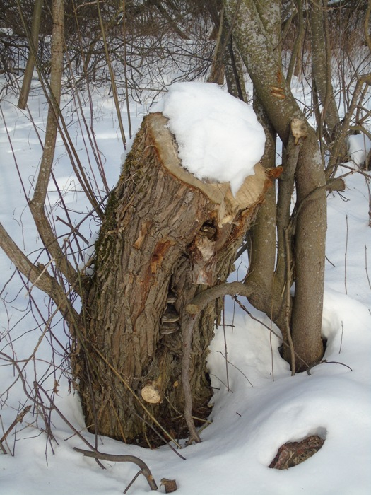 DSC03603 (525x700, 399Kb)