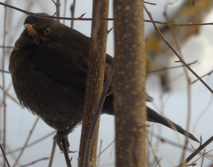 DSC03693 (700x549, 319Kb)