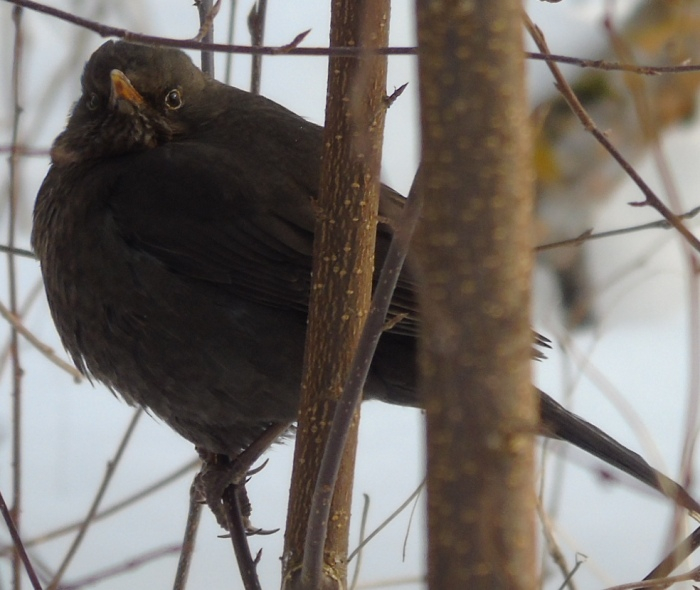 DSC03698 (700x590, 296Kb)