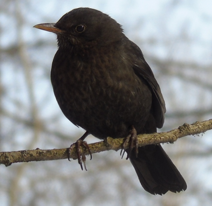 DSC03717 (700x682, 293Kb)