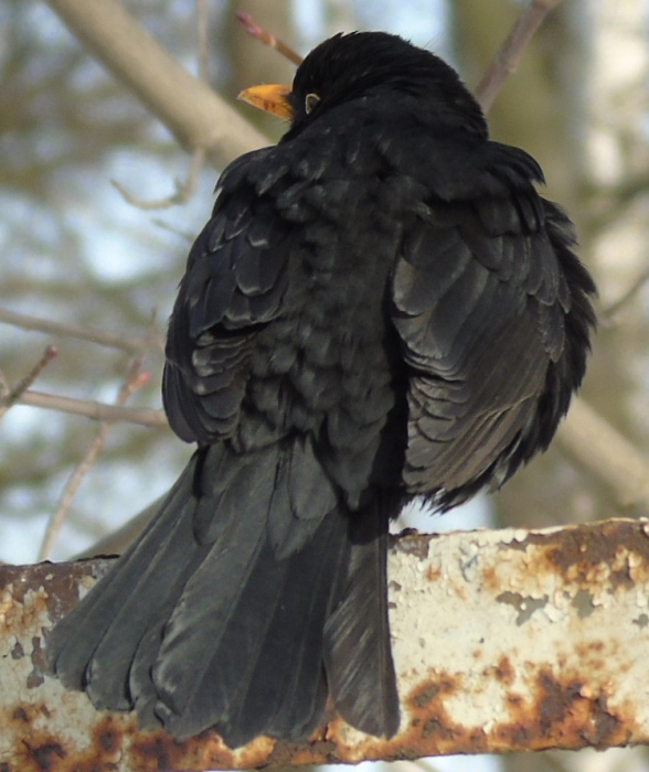 DSC03750 (588x700, 311Kb)