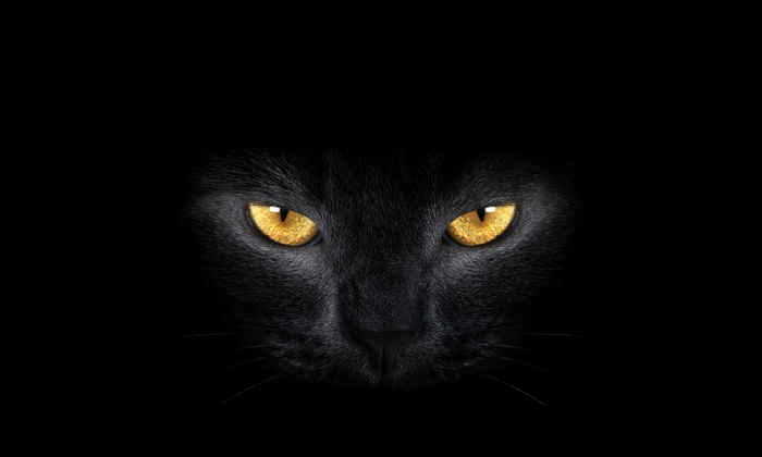 bigcat4 (700x420, 118Kb)