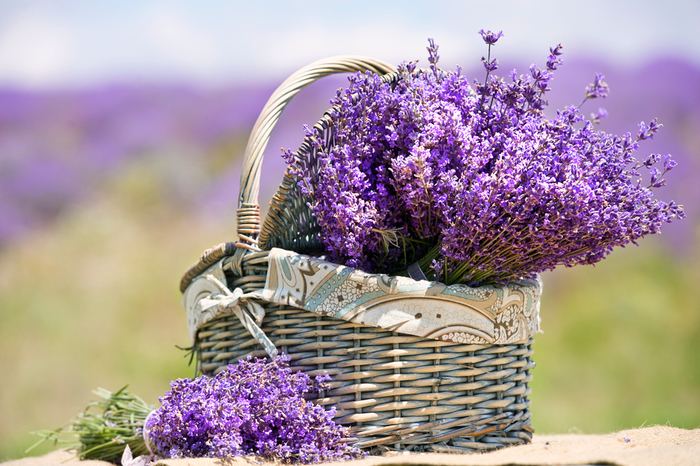 lavender-featured (700x466, 461Kb)