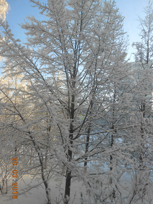 DSCN2294 (525x700, 503Kb)