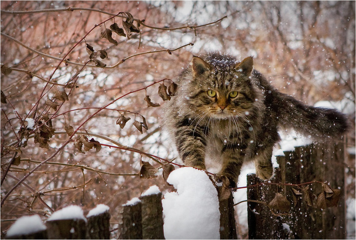 1354445920-0265720-www.nevsepic.com.ua (700x472, 169Kb)