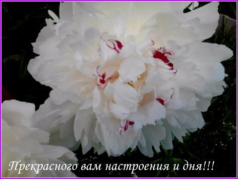 image (2) (480x362, 101Kb)