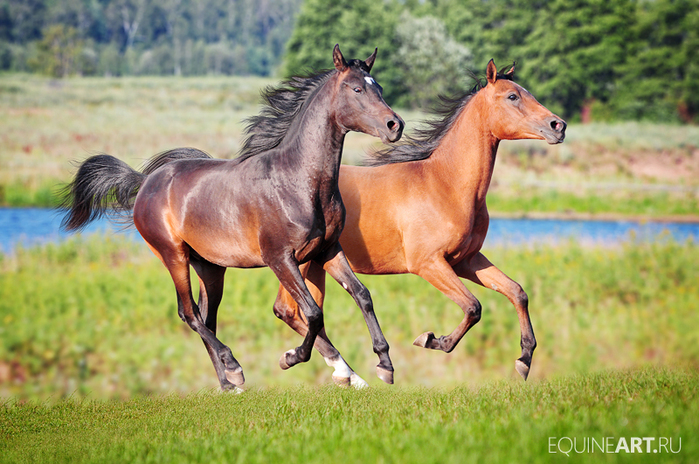 5227673_131198049_82575608_two_arabian_colts_by_olga5d4ct8ut (699x464, 361Kb)