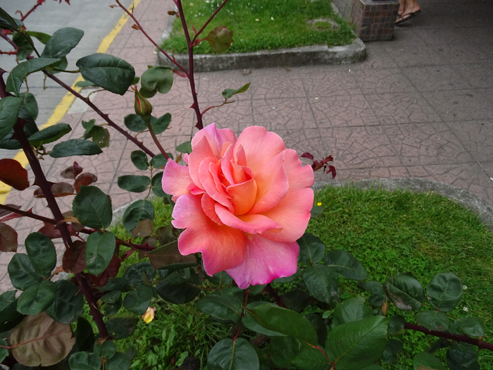 DSC04789 (700x525, 439Kb)