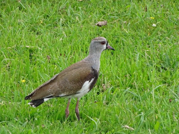DSC04825 (700x525, 551Kb)