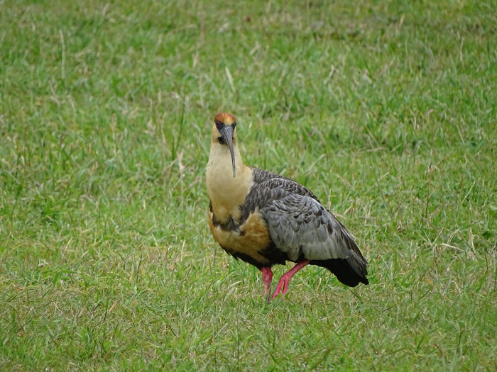 DSC04838 (700x525, 487Kb)