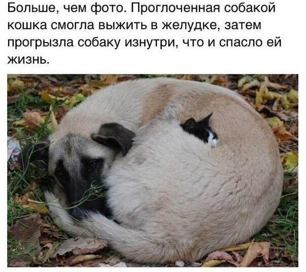 1 апреля 8 (604x538, 201Kb)