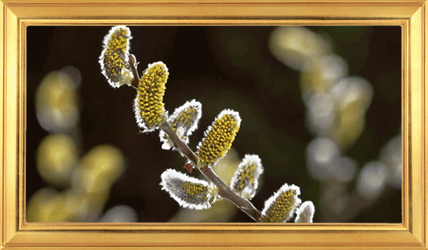 141390161_VERBA_4 (600x351, 4270Kb)