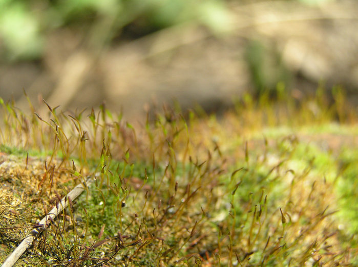 P1190014 (700x523, 454Kb)