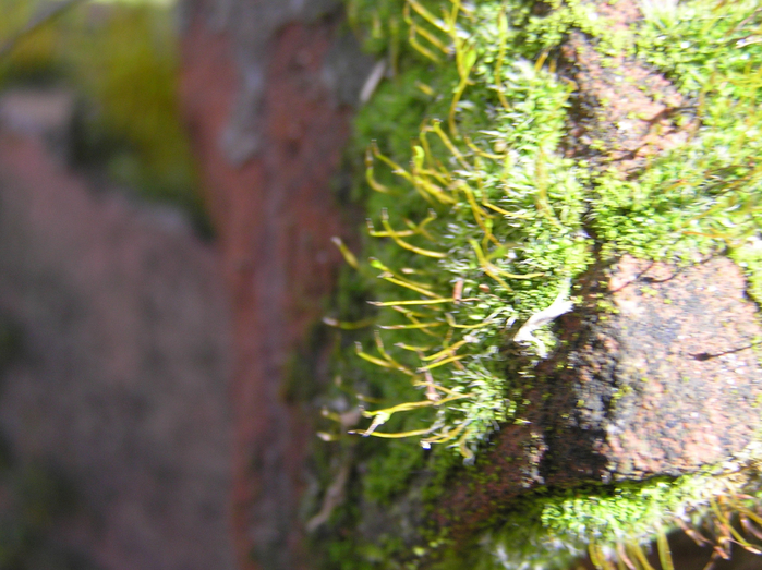 P1190016 (700x523, 478Kb)