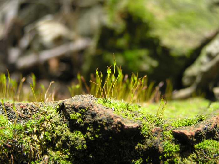 P1190027 (700x523, 475Kb)