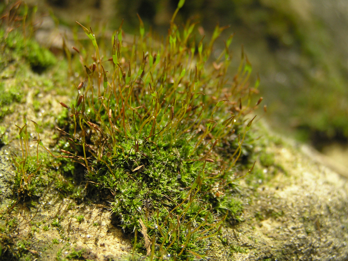 P1190045 (700x523, 561Kb)