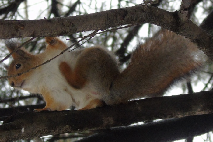 DSC01217 (700x466, 285Kb)