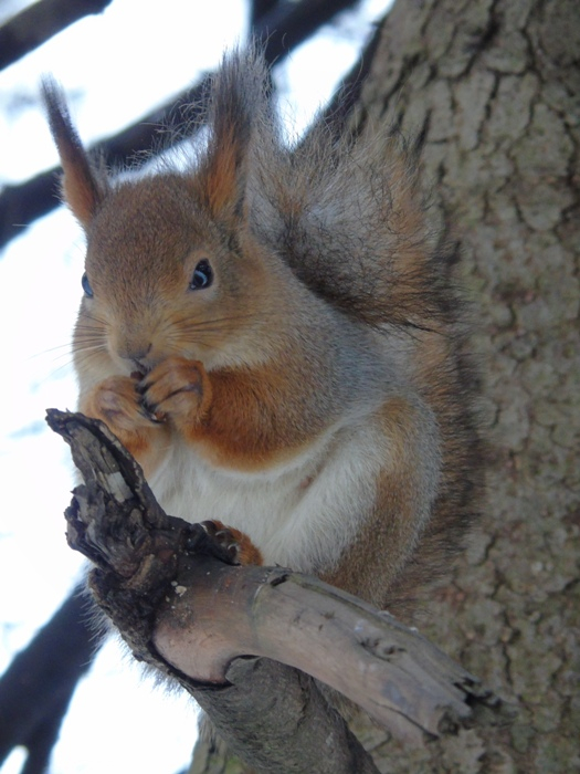 DSC01221 (525x700, 311Kb)