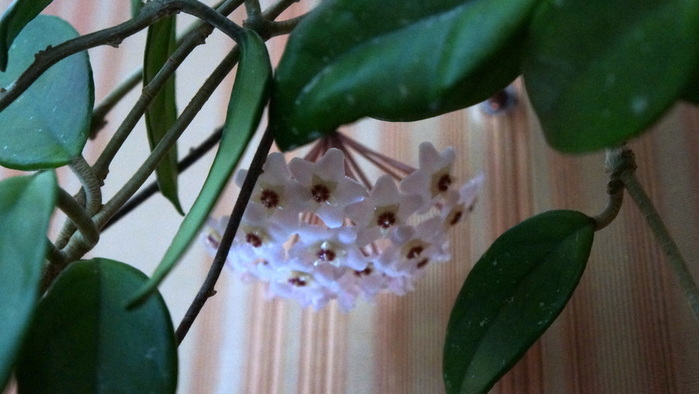 DSC02075 (700x394, 92Kb)