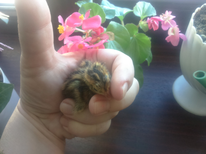 IMG_20180404_073732 (700x525, 271Kb)