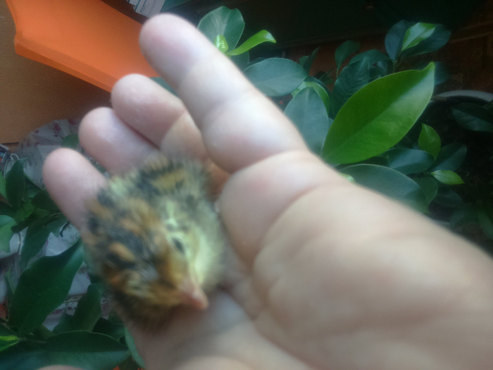 IMG_20180404_073820 (700x525, 265Kb)