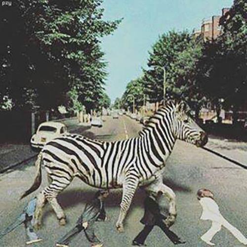 zebra (500x500, 44Kb)