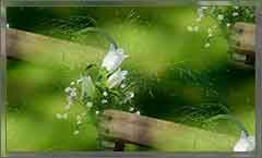 flowers-1193840_960_720 (240x145, 7Kb)