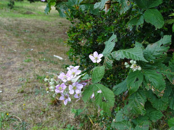 DSC05239 (700x525, 528Kb)