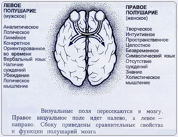 Левое полушарие мозга инсульт. Функции левого полушария. Левое полушарие мужское. Структура соединяющая правое и левое полушария.