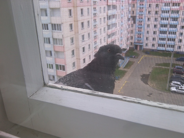 Бьется в окно. Голубь врезался в окно. Голубь на окошке. Голуби на окна. Голубь ударился в окно.