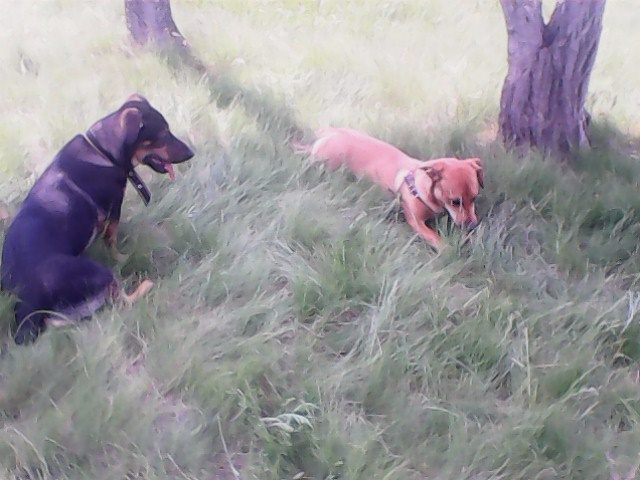 IMG0639A (640x480, 225Kb)