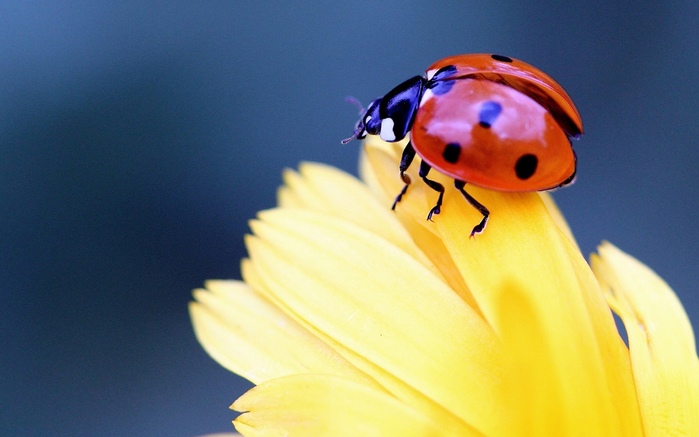 Ladybugs_Closeup_448800_1920x1200 (700x437, 306Kb)