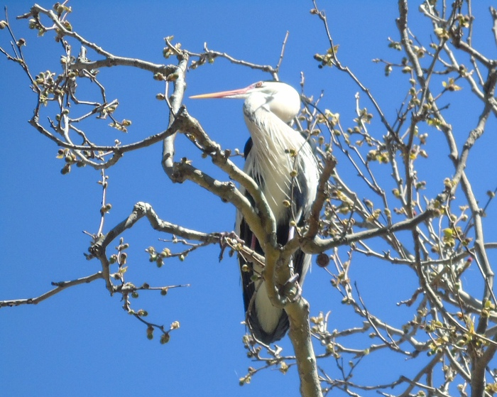 DSC01574 (700x559, 431Kb)