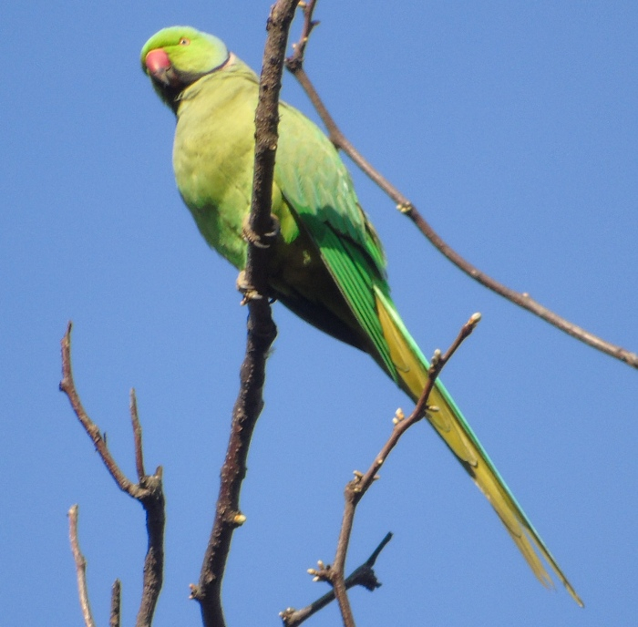 DSC02286 (700x688, 342Kb)