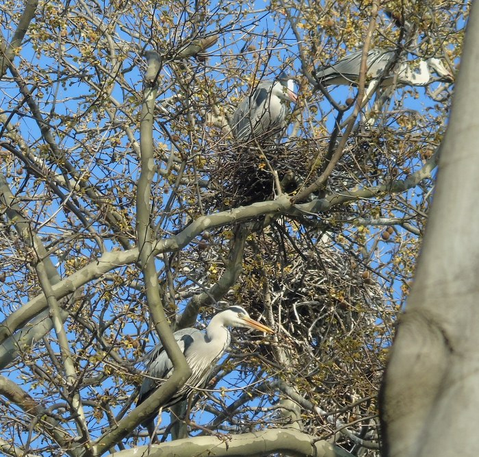 DSC02332 (700x667, 718Kb)