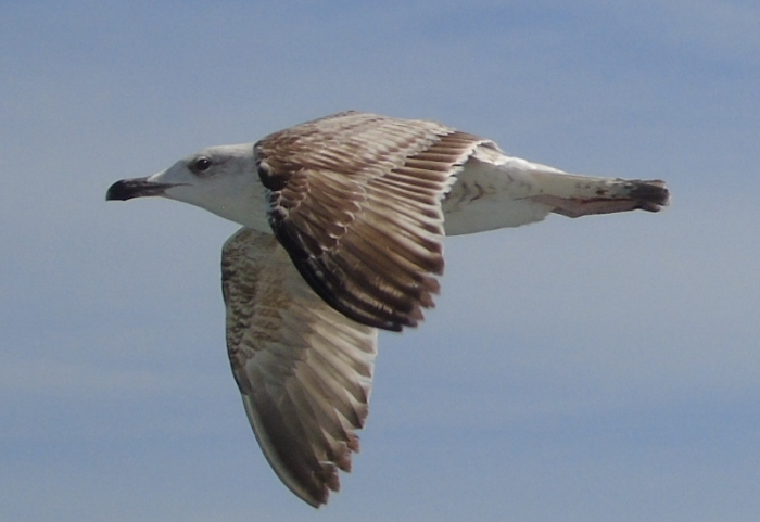 DSC02543 (700x481, 210Kb)