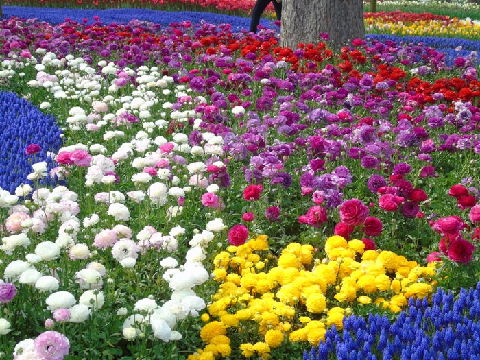 DSC03042 (700x525, 592Kb)