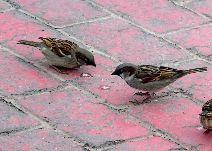 DSC03107 (700x500, 402Kb)