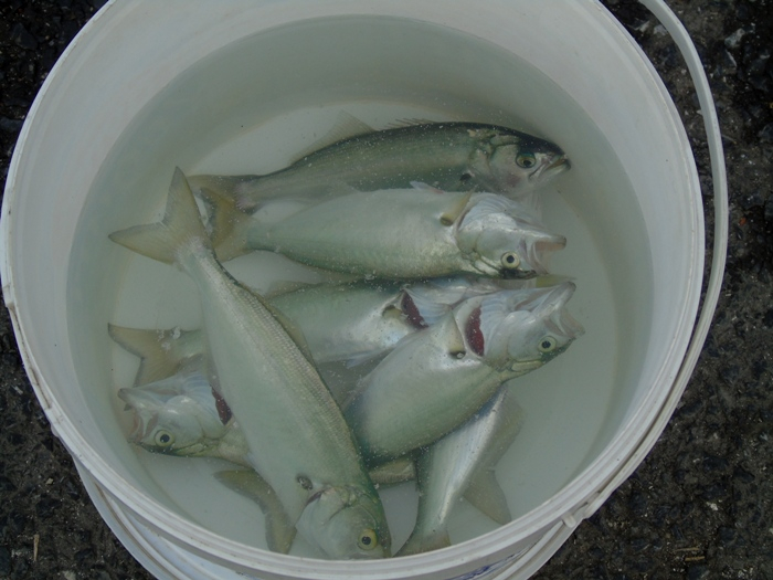 DSC03157 (700x525, 287Kb)