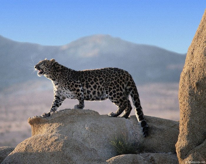 gratsioznost-leoparda (700x560, 115Kb)
