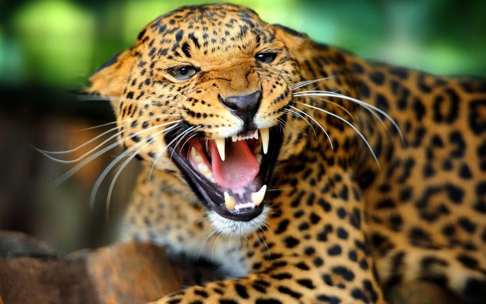 wildlife-big-cats-whiskers-leopard-Jaguar-cheetah-leopard-animal-fauna-mammal-vertebrate-close-up-cat-like-mammal-184490 (700x437, 79Kb)