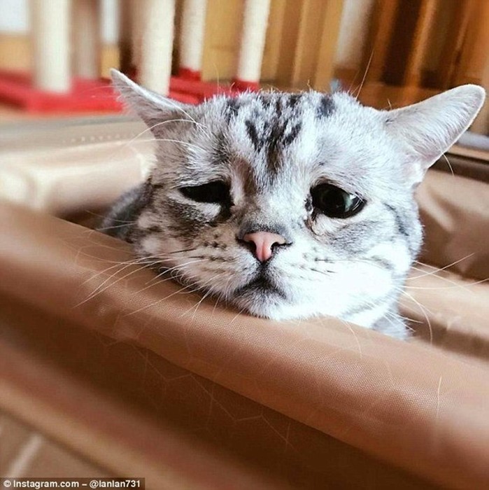 Самая грустная кошка в мире