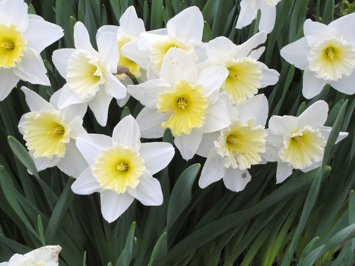 narcissus-flowers-2 (700x525, 260Kb)