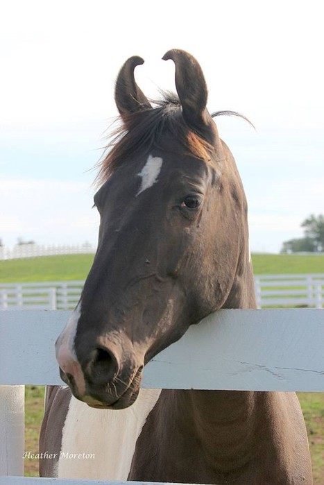 10 самых красивых пород лошадей, по мнению «Моей планеты»