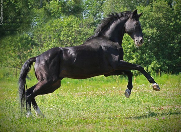 7 главных русских пород лошадей